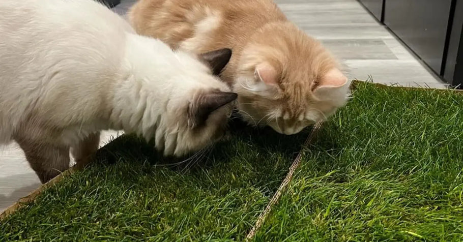 All-Natural Grass Pads: The Perfect Outdoor Experience for Indoor Cats