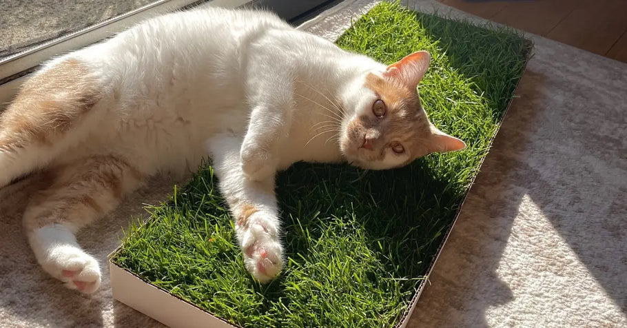 Tips for Choosing the Best Cat Grass Pad for Your Space