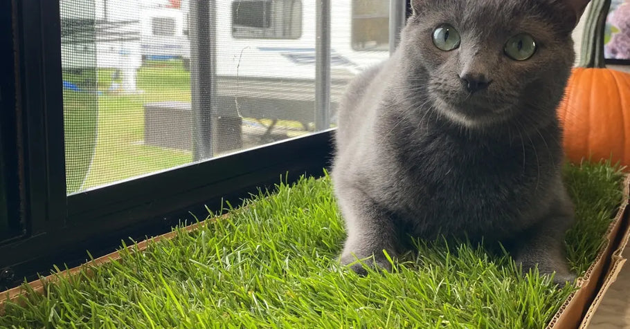 Benefits of Natural Grass Pads for Indoor Cats
