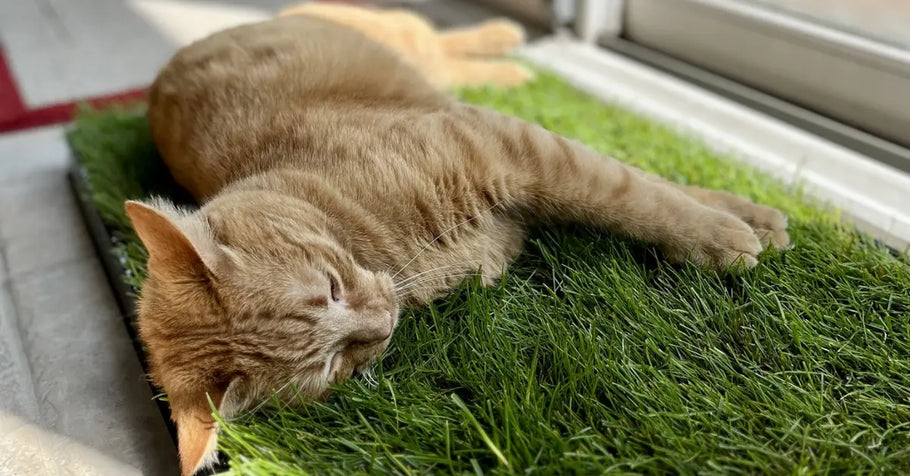 Best Practices for Introducing Cats to Grass Pads