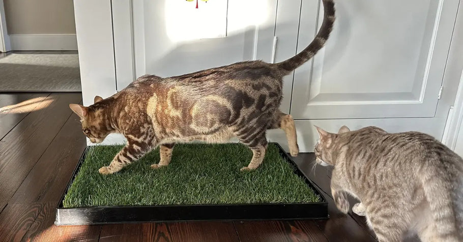Top Features That Make Real Grass Pads a Must-Have for Cats