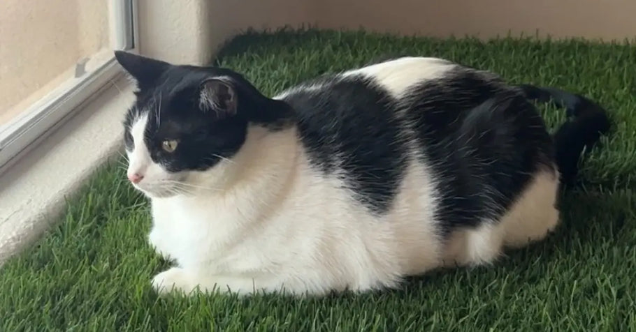 Bringing Nature Indoors: Grass Pads for Urban Cats