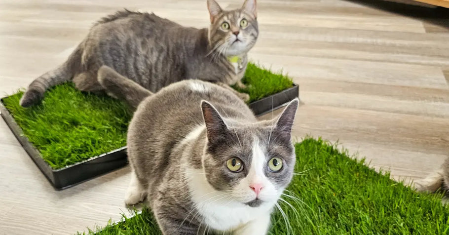Enhancing Indoor Spaces With Cat-Friendly Grass Pads