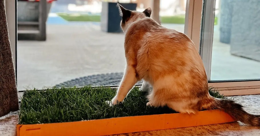 Do Cats Get Seasonal Depression? Signs Your Cat Is Sad and How to Help