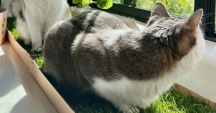 Grass Pads for Cats: Why Your Kitty Loves to Lounge on Real Grass
