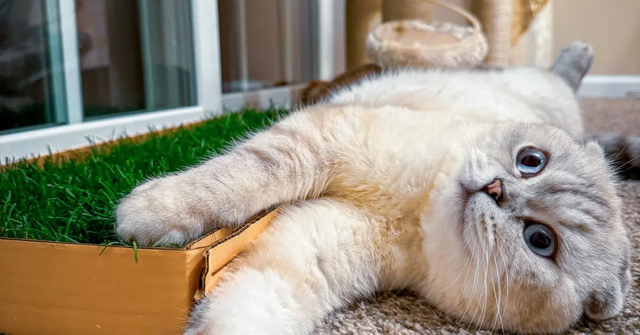 Indoor Cat Grass 101: Benefits Care Tips, and More