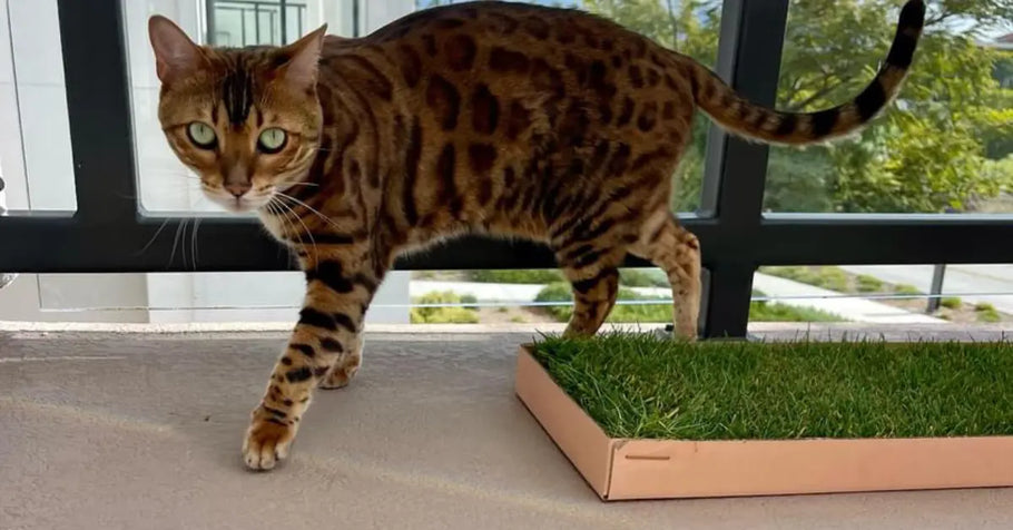 How Grass Pads Support Your Cat’s Mental and Physical Health