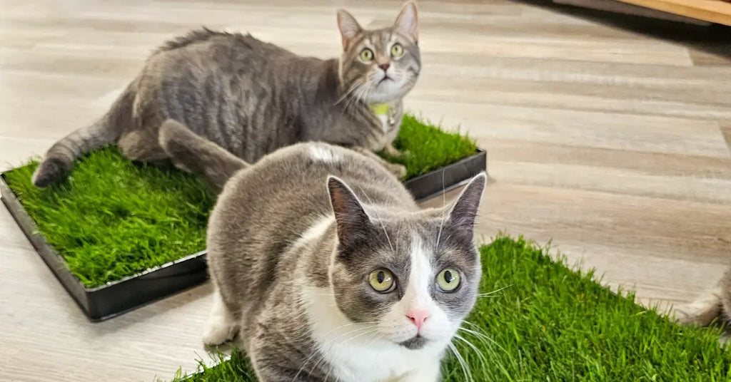 Indoor Cat Grass - Perfect Home Addition | KittyLawn
