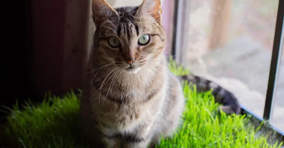 Keeping Your Cat Active Indoors with a Grass Play Area