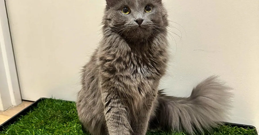 Understanding Cat Behavior: How Grass Pads Reduce Stress