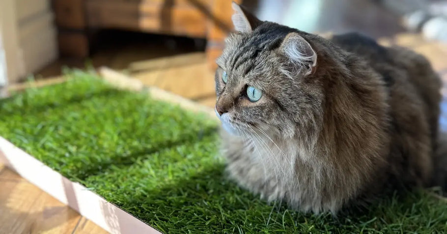 How Grass Pads Can Transform Apartments for Indoor Cats