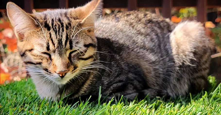 Why Grass Pads Are Perfect for Multi-Cat Households
