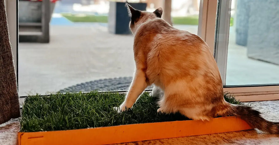 Seasonal Shedding Explained: Do Cats Shed More in Spring?