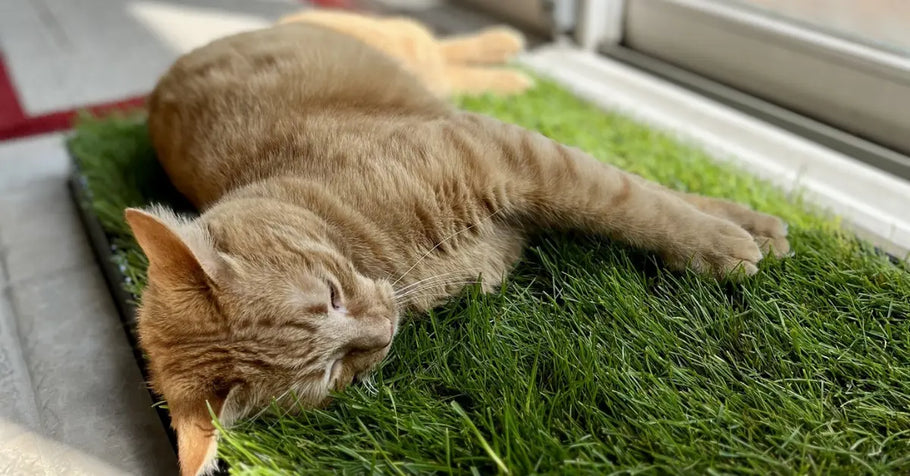 Why Natural Grass Is Better Than Synthetic for Cats