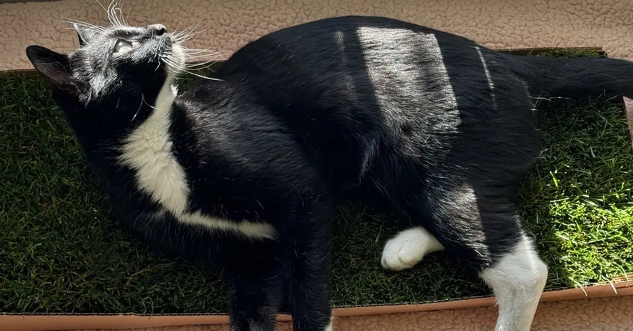 Natural Behaviors in Cats: How Grass Pads Play a Role