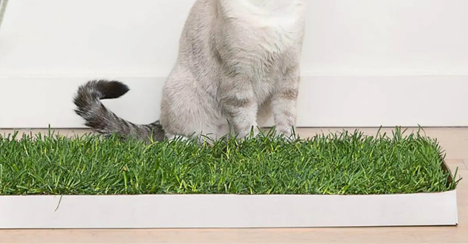 How Real Grass Enhances Indoor Cat Enrichment