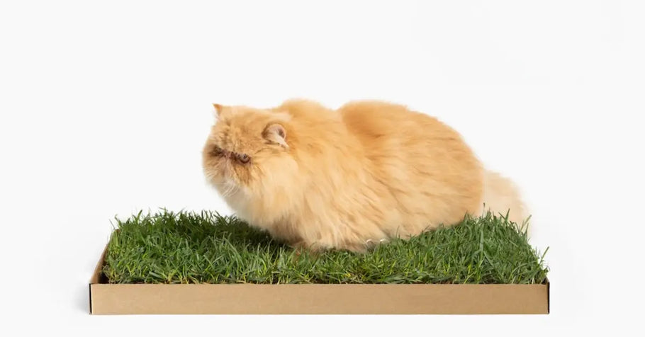 Selecting the Ideal Grass Species for Optimal Feline Nutrition