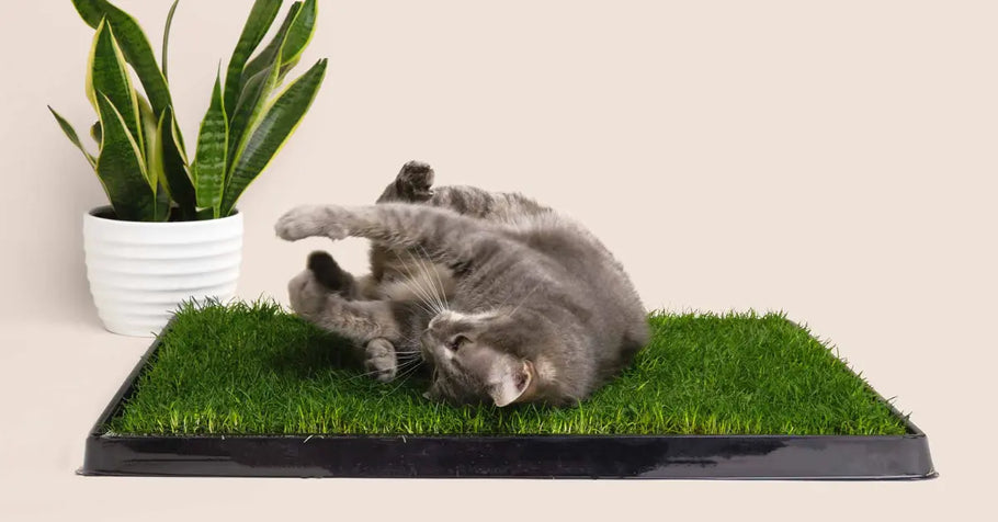 Rotating Grass Pads: Strategies to Keep Your Cat’s Grass Patch Fresh