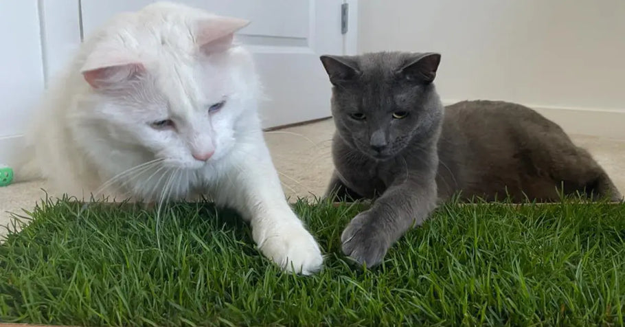 Best Spots to Place Your Cat’s Grass Pad for Maximum Use