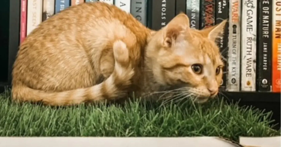 The Benefits of Sensory Enrichment With Grass for House Cats