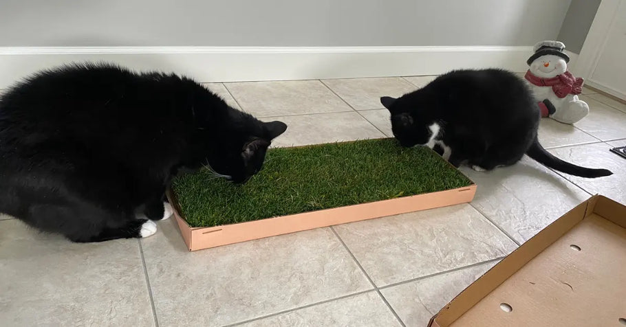 Enhancing Cat Play: The Benefits of a Cat Grass Pad