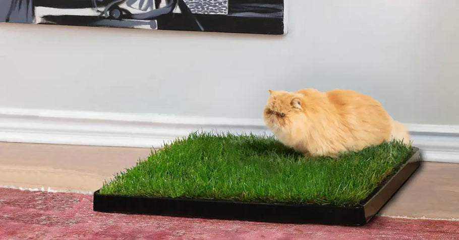 Year‑Round Care: Seasonal Maintenance Tips for Cat Grass Pads