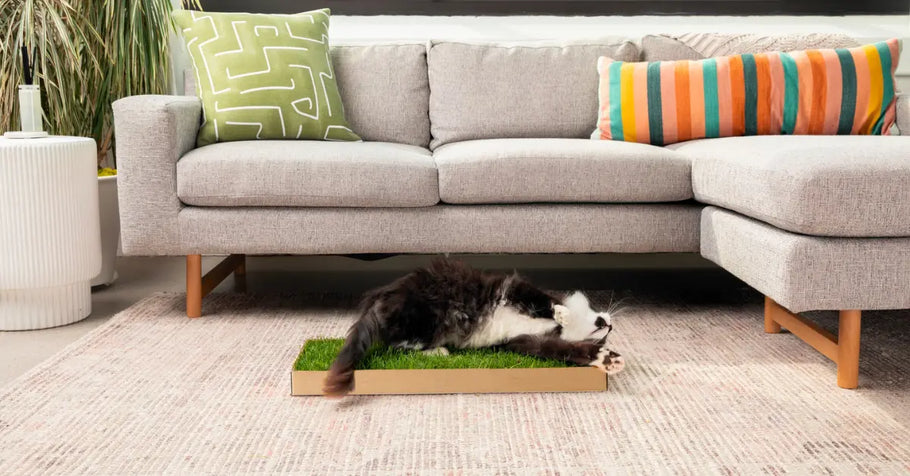 The Best Indoor Grass Pads for Cats: What to Look For