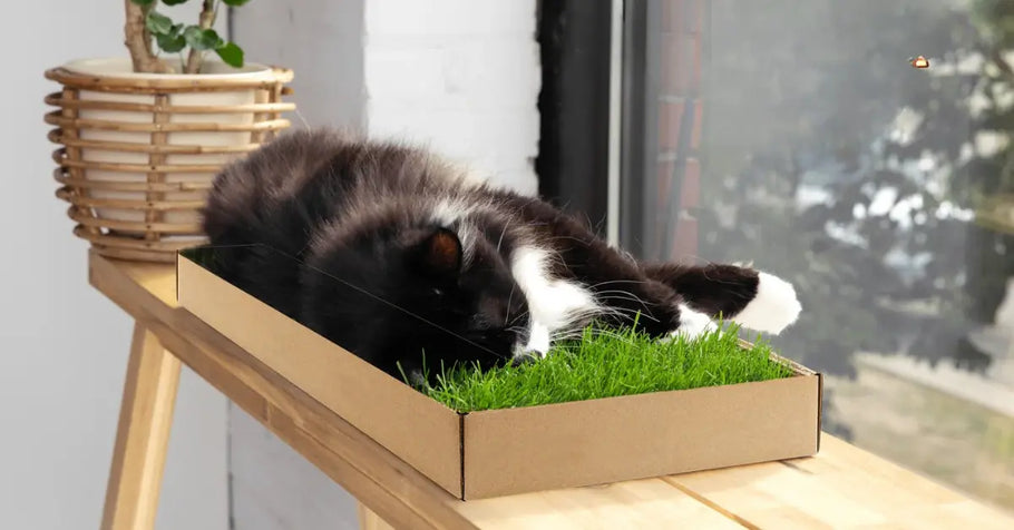 Cat Grass Mat: Set Up the Ultimate Enrichment Spot for Indoor Cats