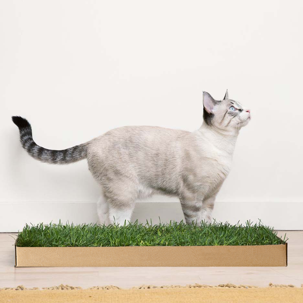 Silver lynx point cat standing on a Kitty Lawn fresh grass pad and gazing upward.