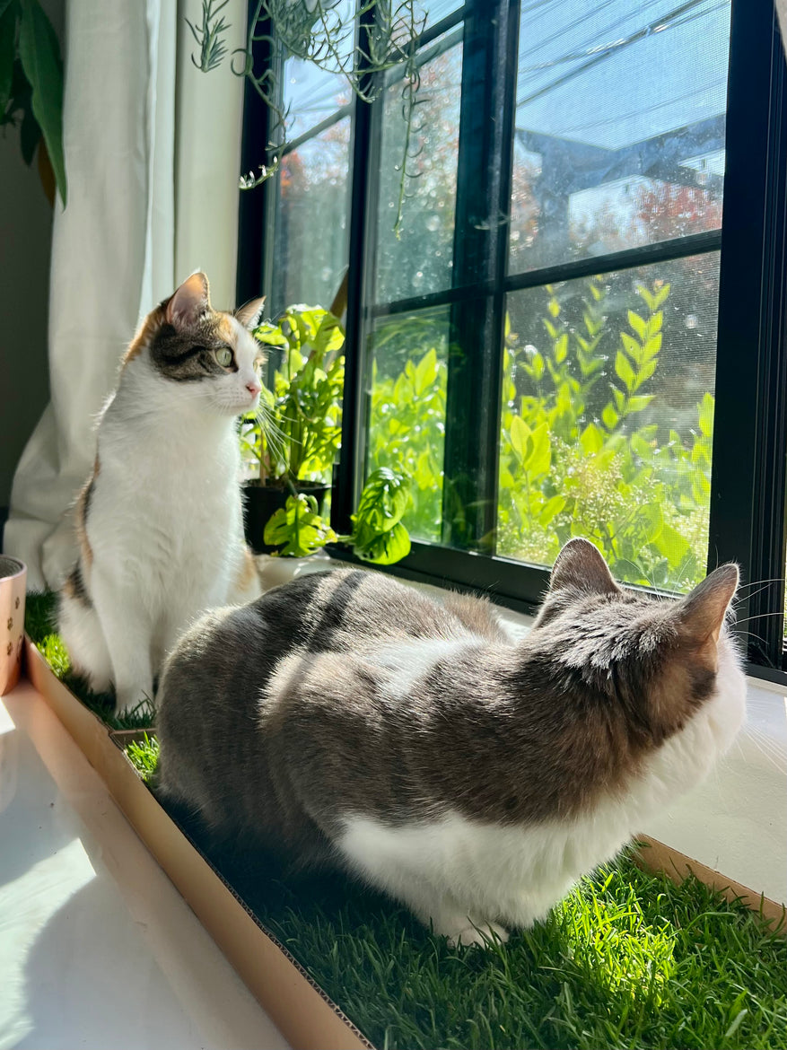 grass plants for indoor cats KittyLawn