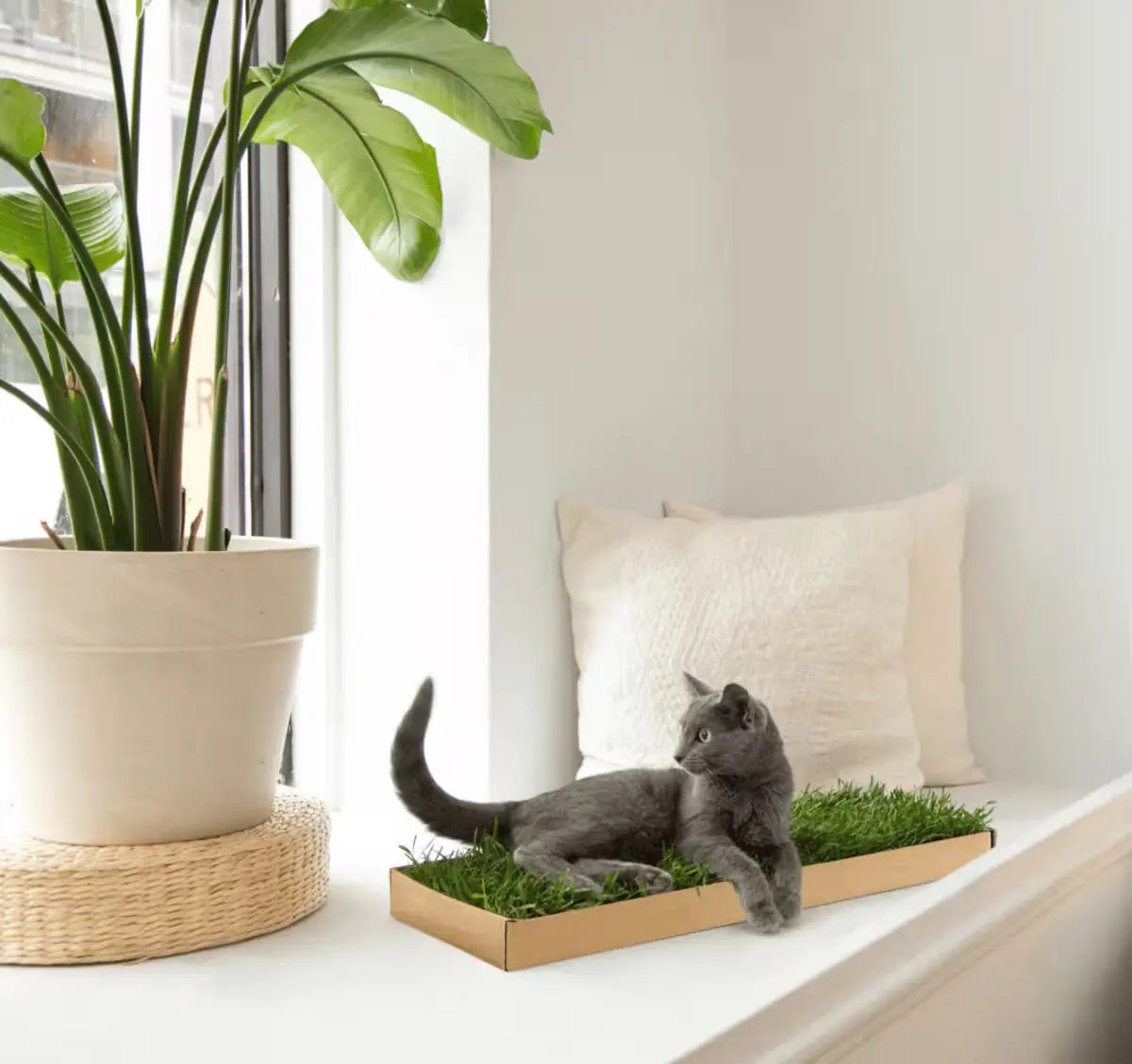 Kitty Lawn