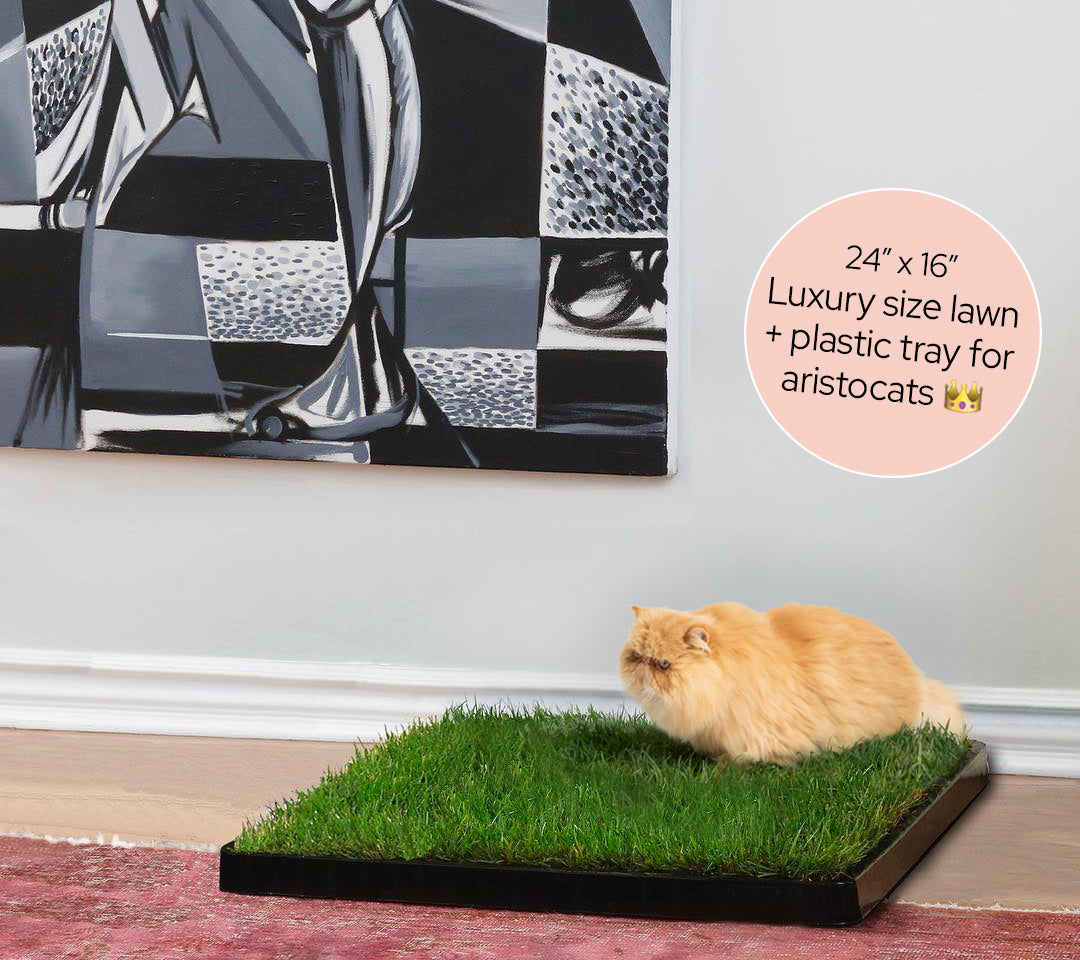 Luxury Kitty Lawn